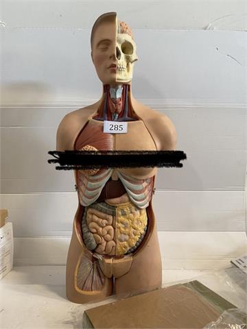 Anatomische Körperlernfigur