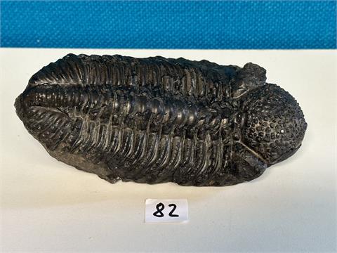 Fossil Drotops megalomanicus